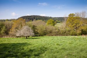 Part of Paddock with View- click for photo gallery